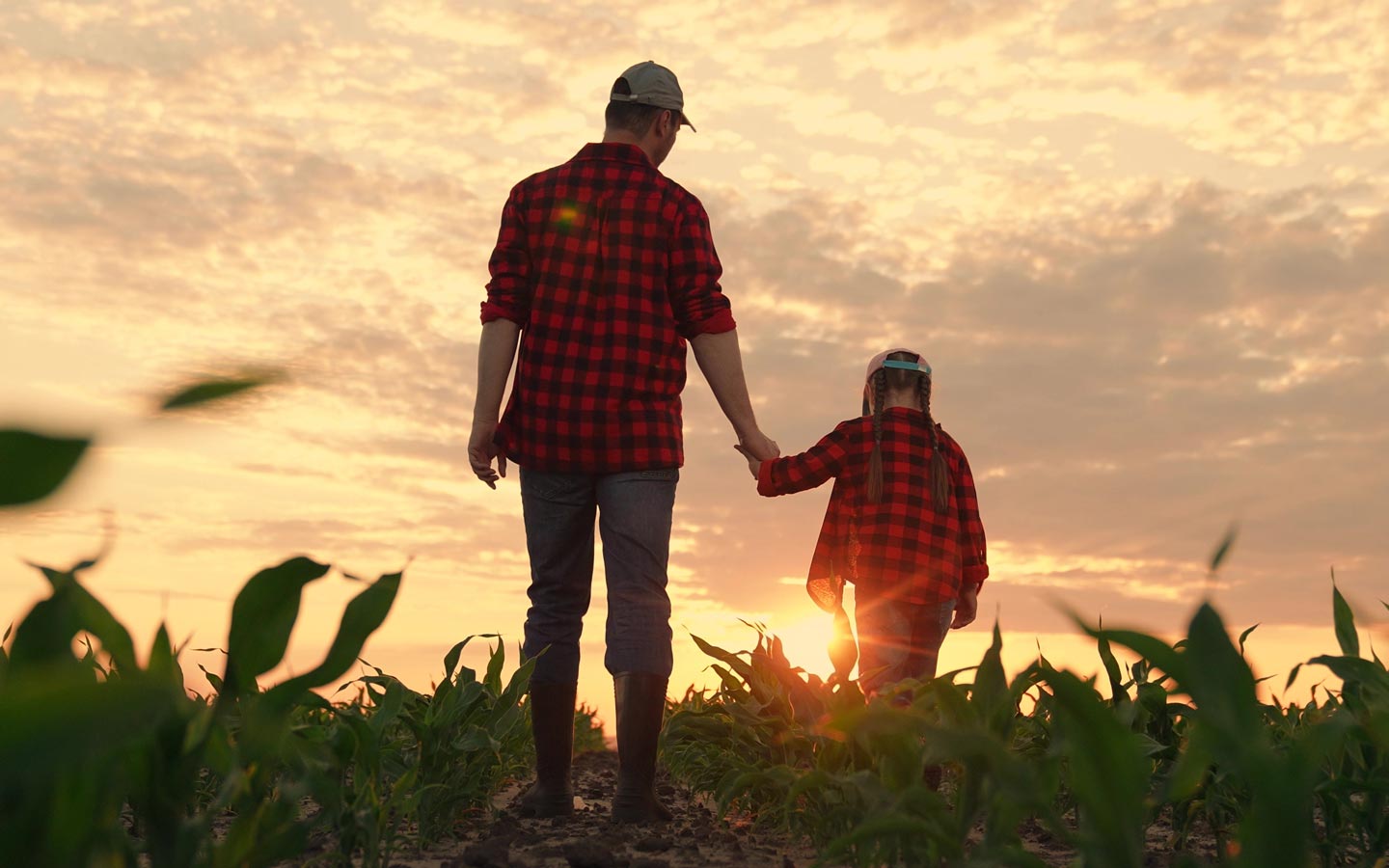 Dad and daughter holding hands in corn field